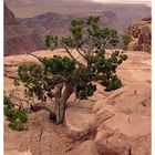 Junipertree am Grand Canyon