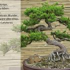 Juniperus