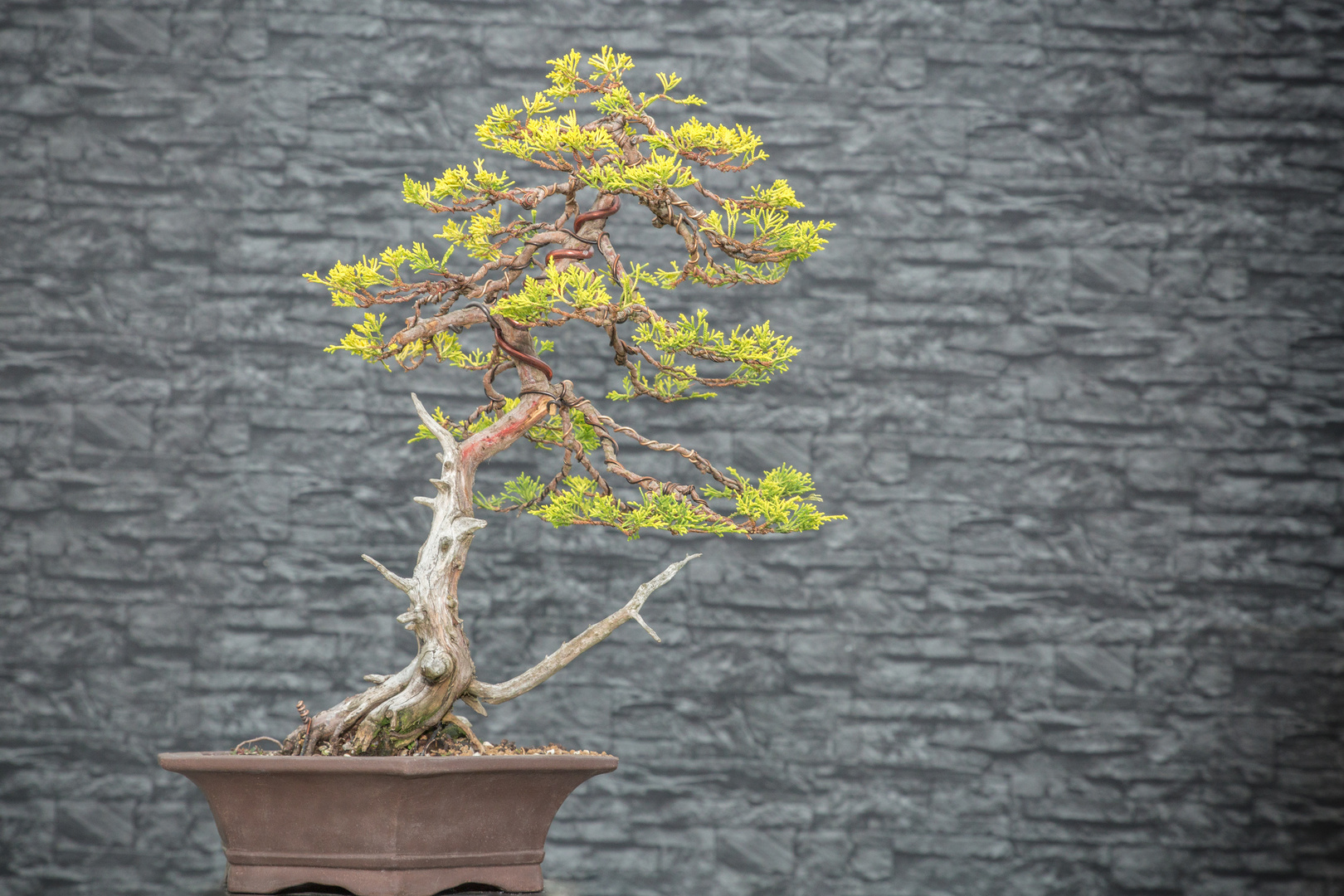 Juniperus Bonsai