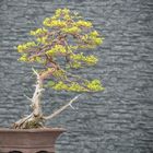 Juniperus Bonsai