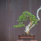 Juniperus Bonsai