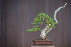 Juniperus Bonsai