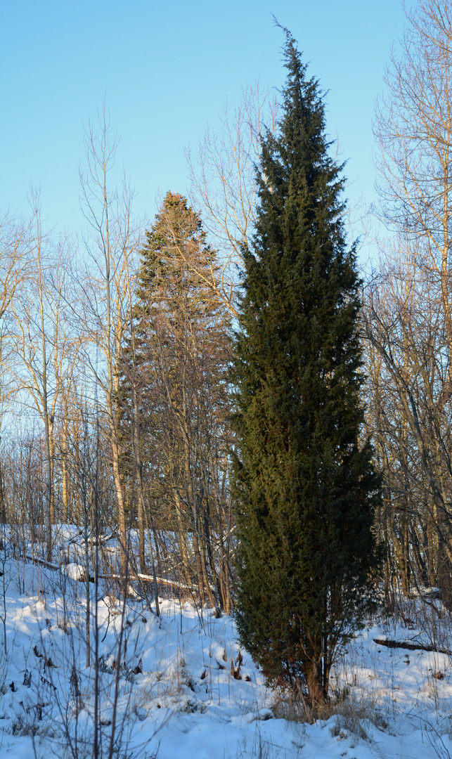 Juniperus communis