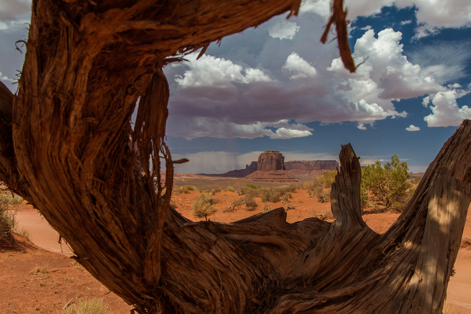 Juniperus tree, maybe 1000 years old