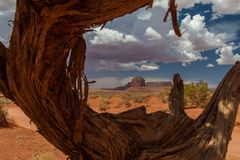 Juniperus tree, maybe 1000 years old