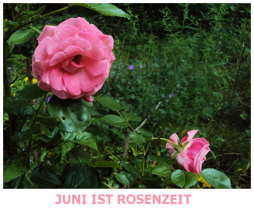 Junirosen