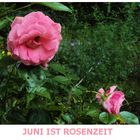 Junirosen