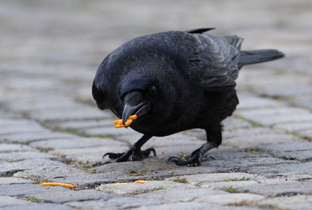 Junk Food, da ist noch einer