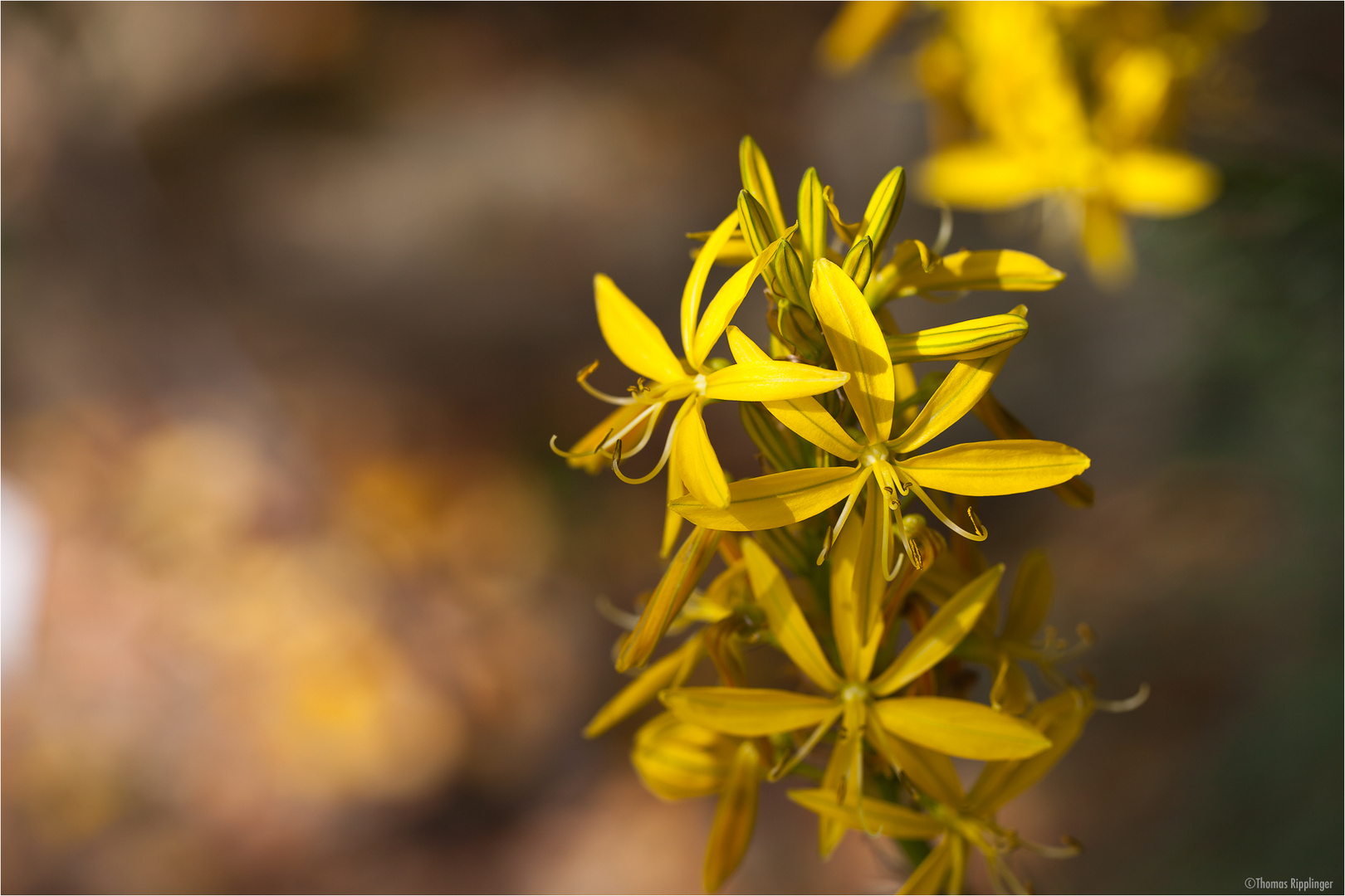 Junkerlilie (Asphodeline lutea)..