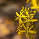 Junkerlilie (Asphodeline lutea)..