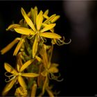 Junkerlilie (Asphodeline lutea)