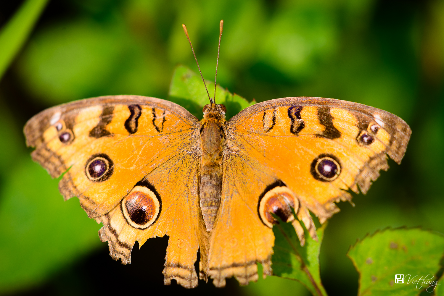 Junonia almana - Peacock Pansy