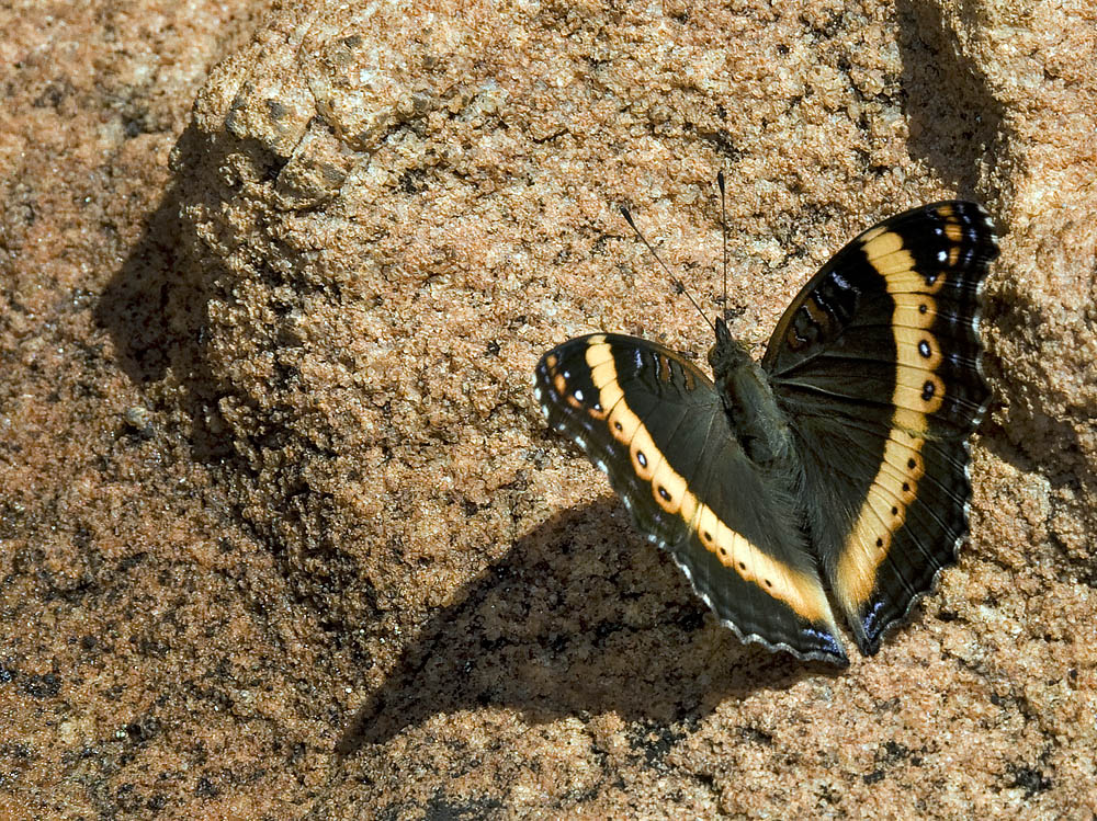 Junonia Archesia