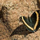 Junonia Archesia