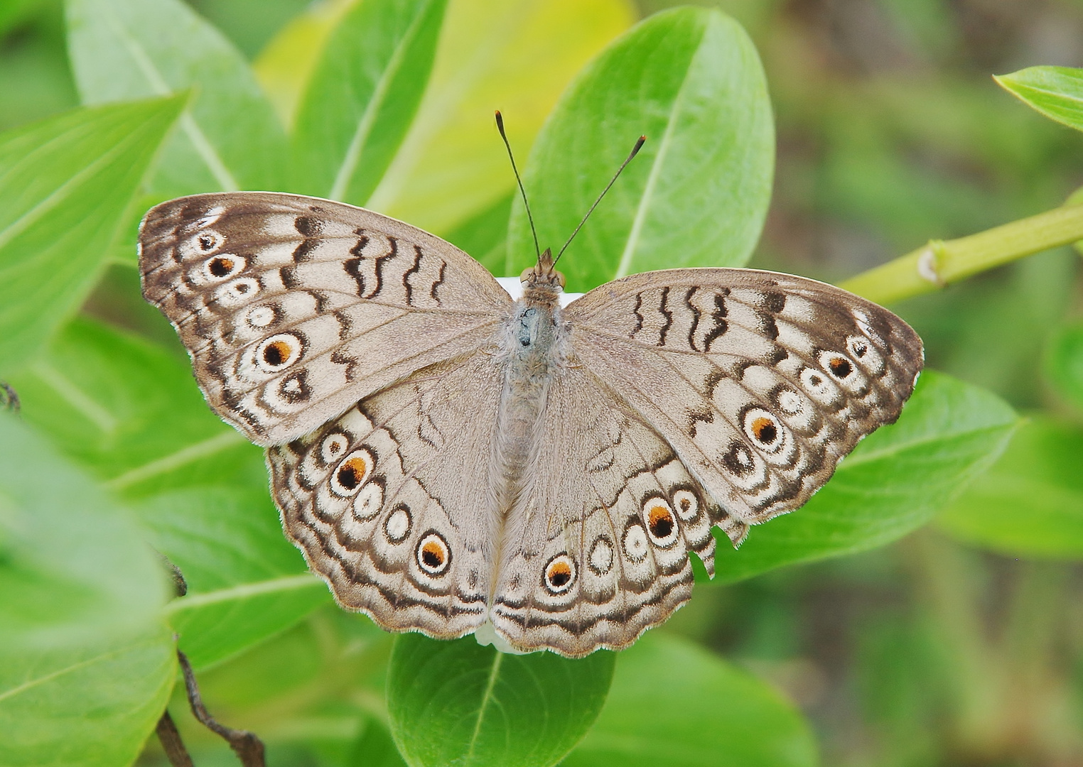 Junonia atlites . . .