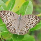 Junonia atlites . . .