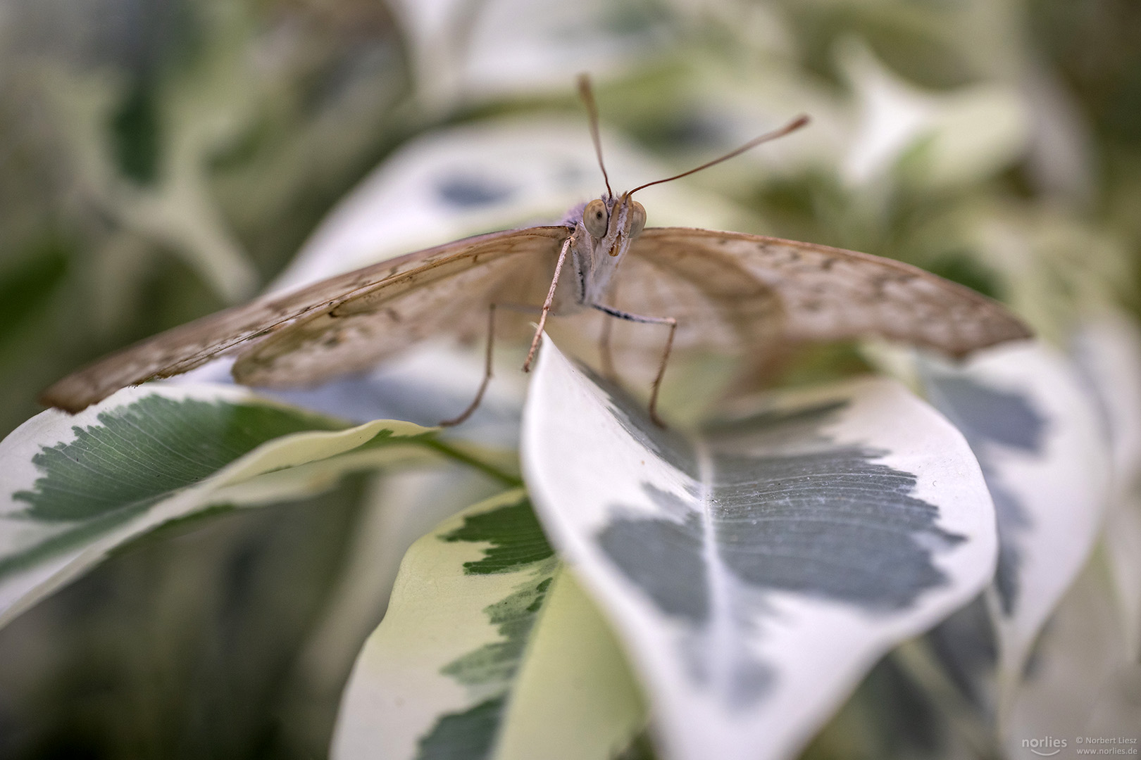 junonia atlites