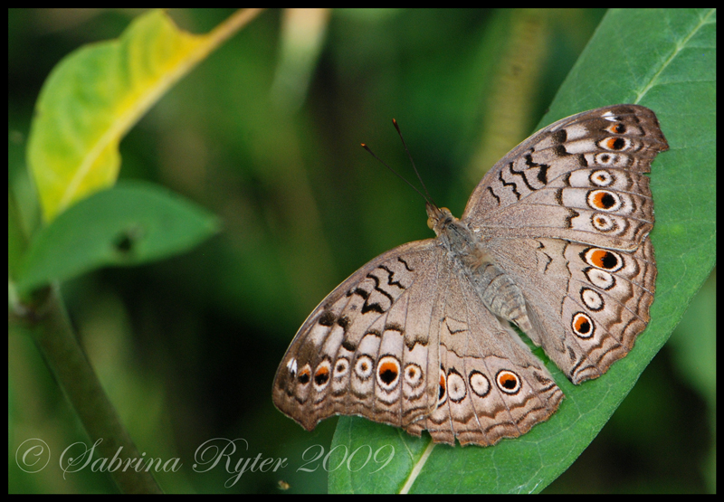 Junonia atlites