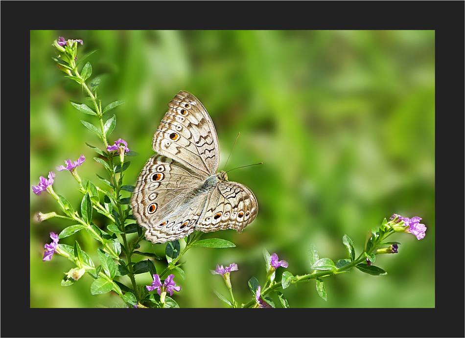 Junonia atlites