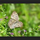 Junonia atlites