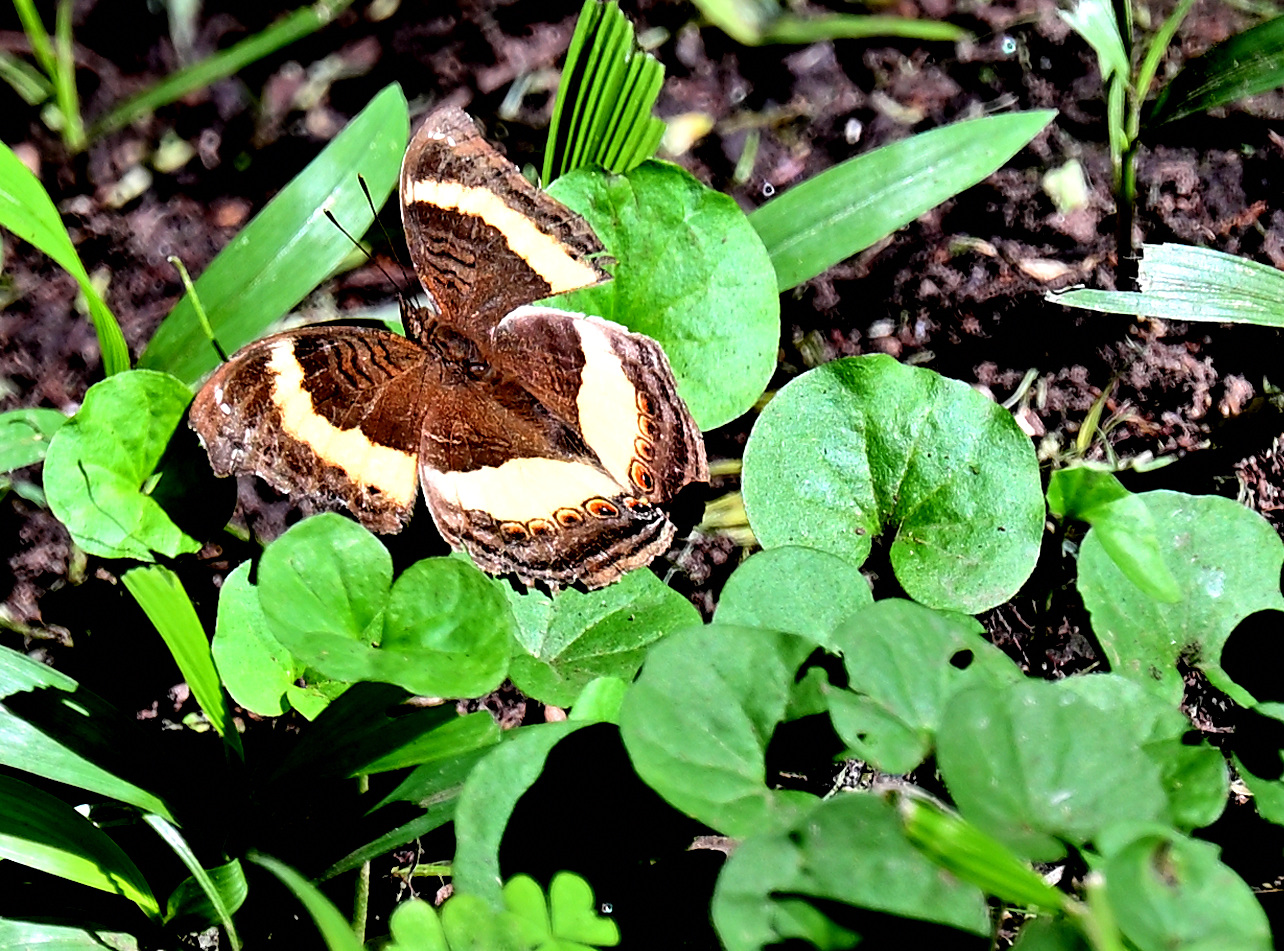 Junonia Elgiva