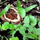 Junonia Elgiva