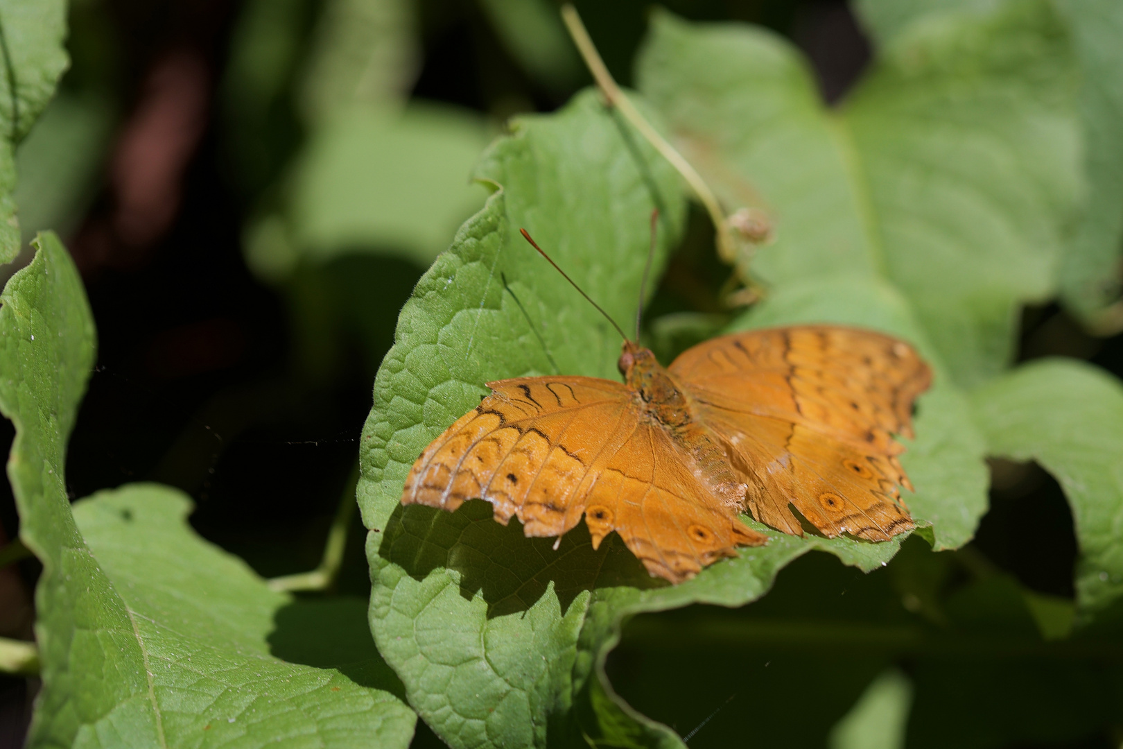 Junonia hedonia ida 