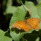 Junonia hedonia ida 