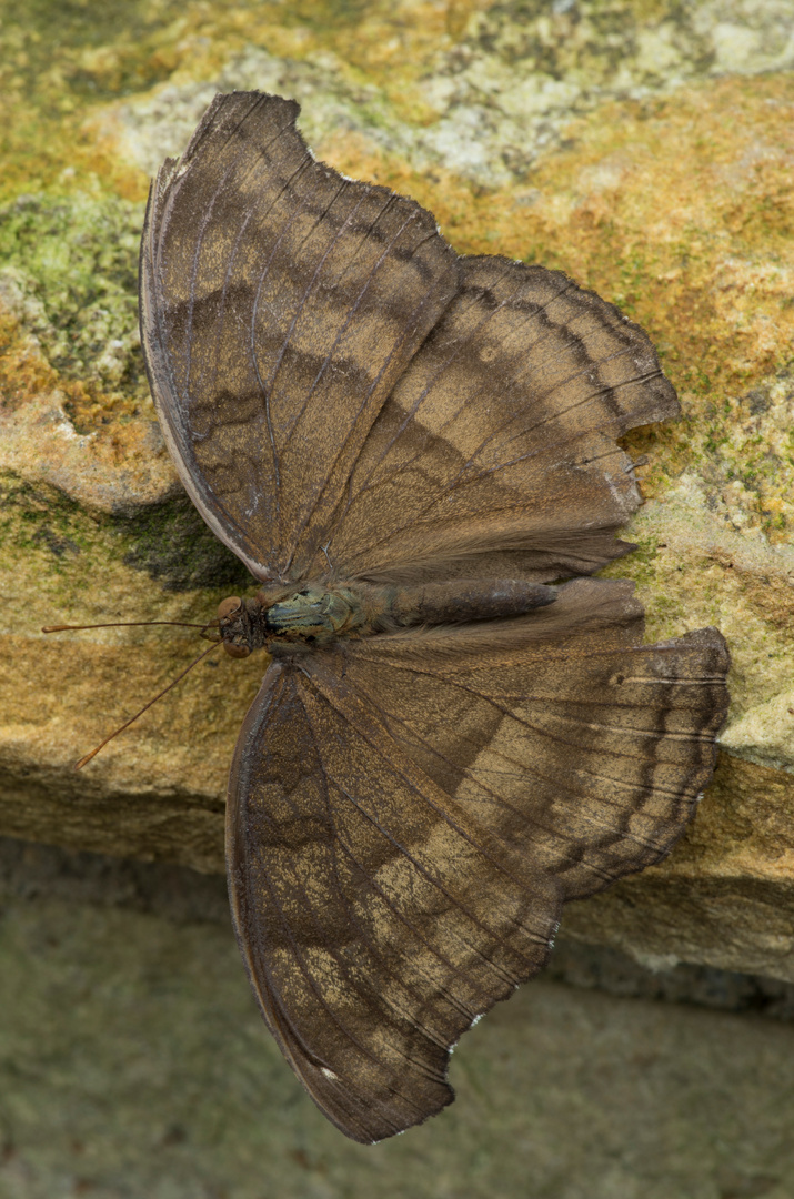 Junonia iphita