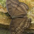 Junonia iphita