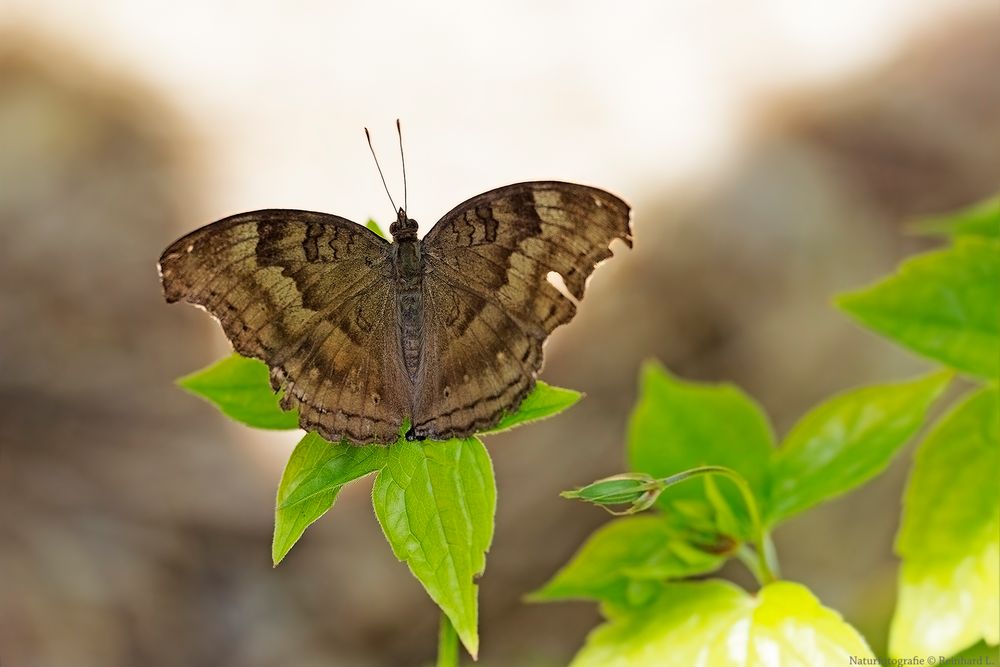  Junonia iphita 