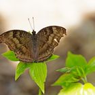  Junonia iphita 