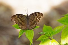  Junonia iphita 