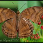 Junonia iphita (2)