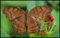 Junonia iphita (2)