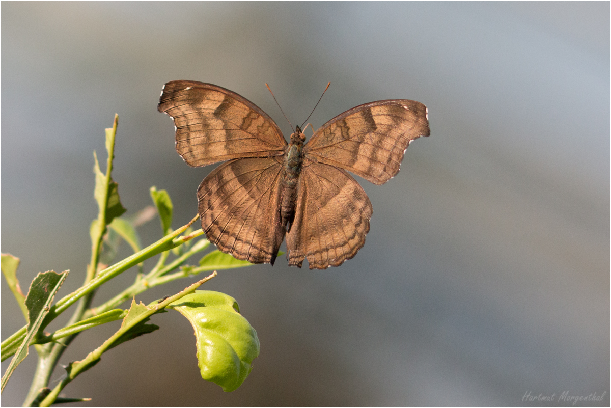 Junonia iphita