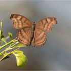 Junonia iphita