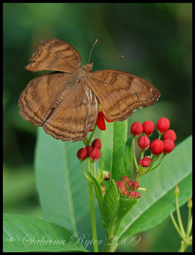 Junonia iphita