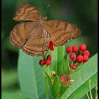 Junonia iphita