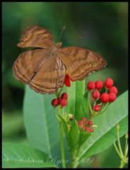 Junonia iphita