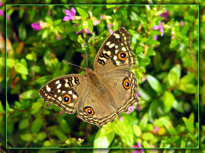 Junonia lemonias