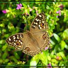 Junonia lemonias