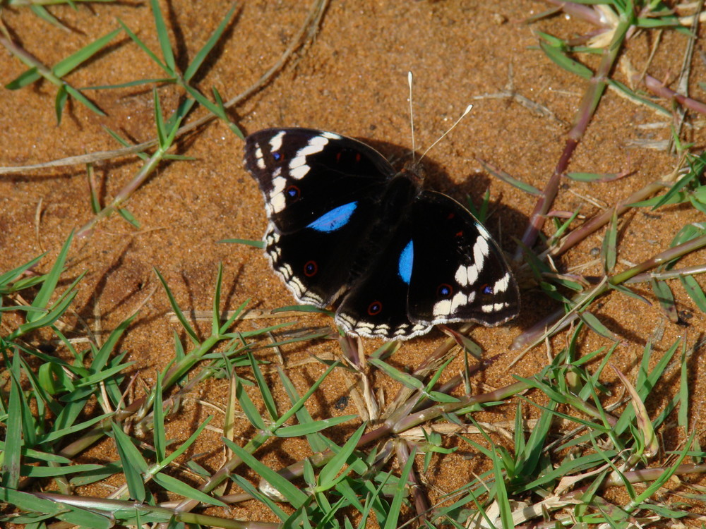 Junonia oenone