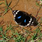 Junonia oenone