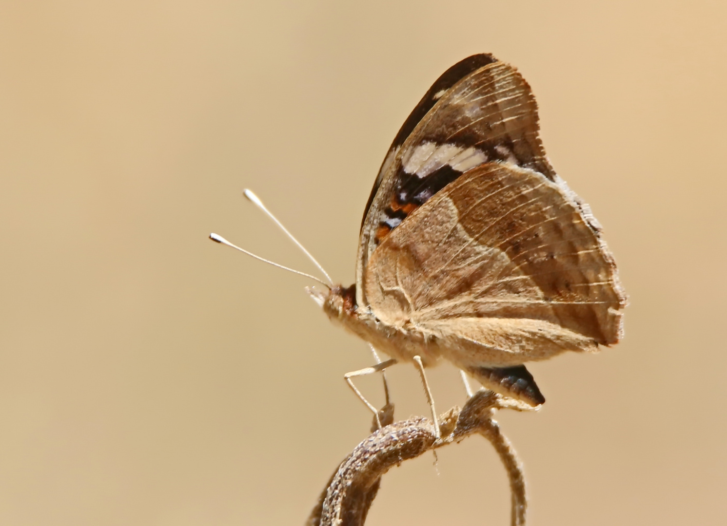 Junonia oenone,Blue Pansy