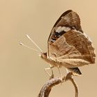 Junonia oenone,Blue Pansy