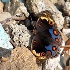 Junonia orithya