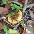 Junonia terea