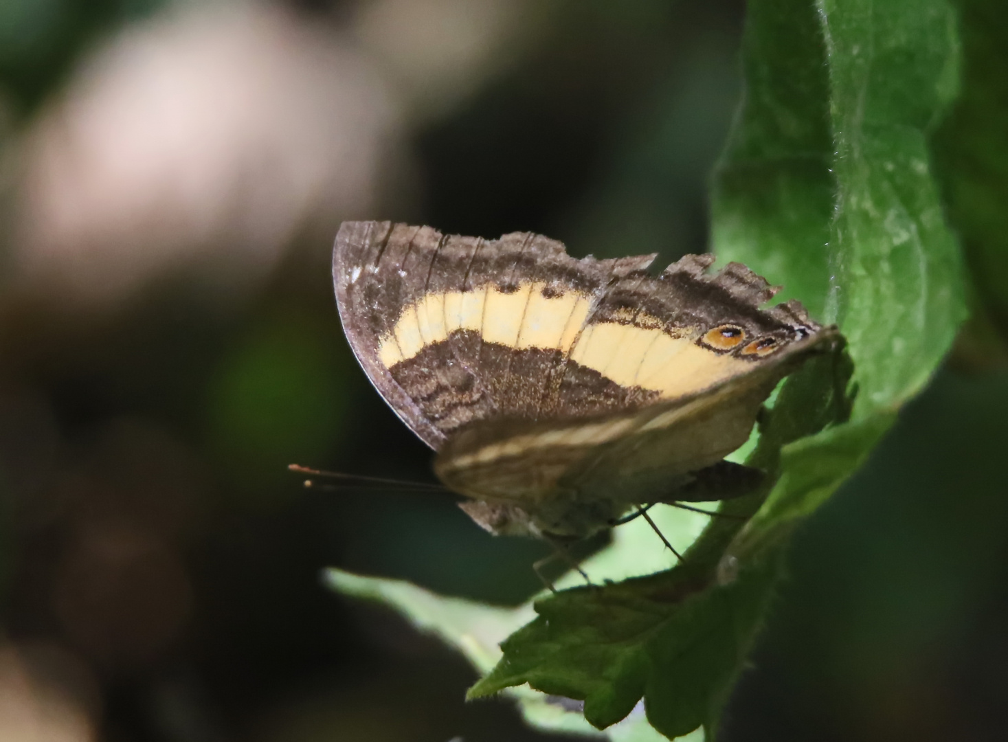 Junonia terea