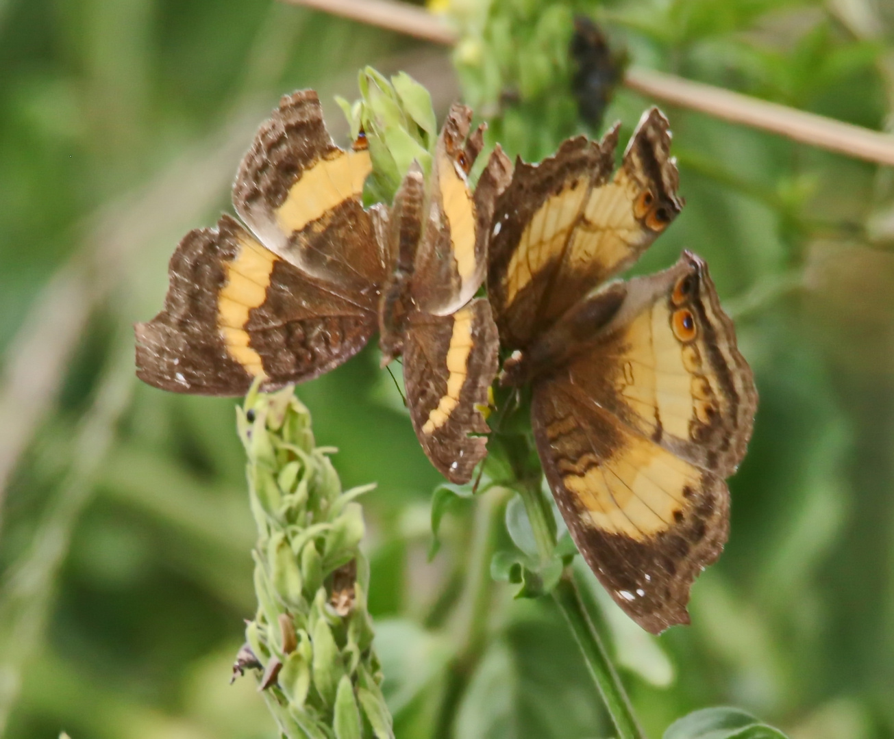 Junonia terea und Junonia elgiva